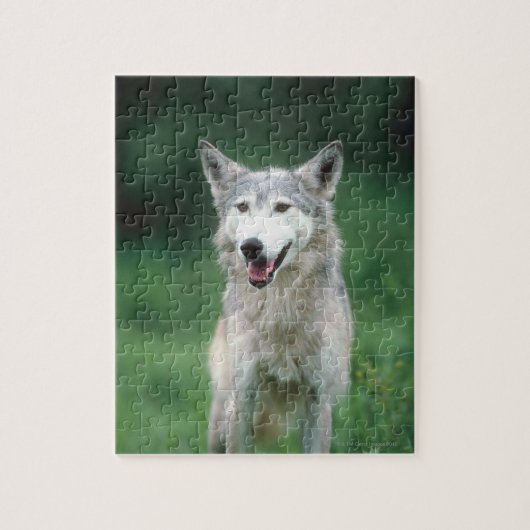 Grauer Wolf Puzzle (Vertikal)