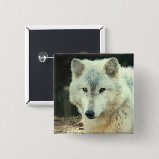 Grauer Wolf-Quadrat-Button Button (Vorne & Hinten)