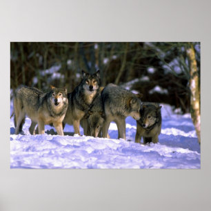 Grauer Wolf-Satz am Rand des schneebedeckten Poster