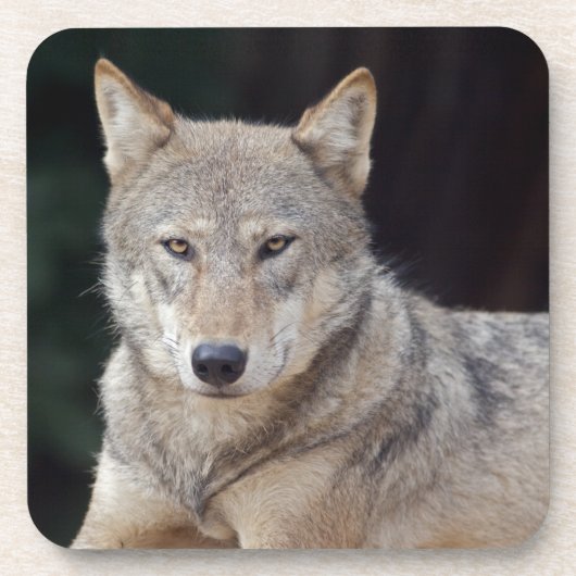 Grauer Wolf Satz von 6 Untersetzern Getränkeuntersetzer (Vorderseite)