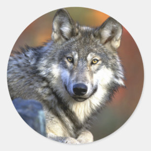 Grauer Wolf - Timberwolf - roter Wolf-Reihe Runder Aufkleber