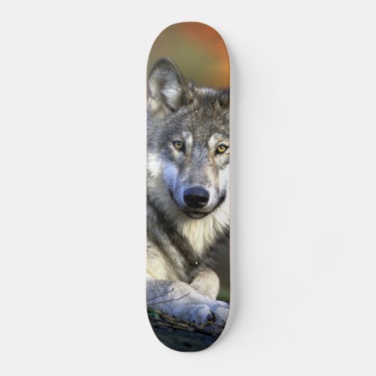 Grauer Wolf - Timberwolf - roter Wolf-Reihe Skateboard (Vorderseite)