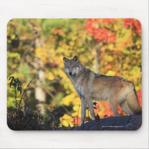 Grauer WolfCanis lupus.order: carnivorafamily Mousepad