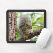 Graues Eichhörnchen auf einer Niederlassung Mousepad (Mit Mouse)