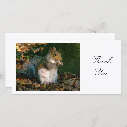 Graues Eichhörnchen - Danke (Vorne/Hinten)