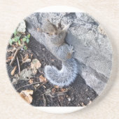 Graues Eichhörnchen oder graues Eichhörnchen Getränkeuntersetzer (Vorne)