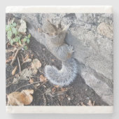 Graues Eichhörnchen oder graues Eichhörnchen Steinuntersetzer (Vorderseite)