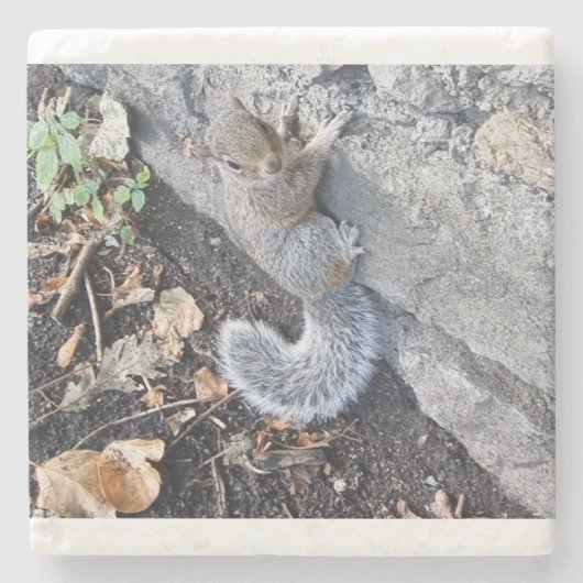 Graues Eichhörnchen oder graues Eichhörnchen Steinuntersetzer (Vorderseite)