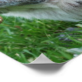 Graues Eichhörnchen-Poster Poster (Ecke)