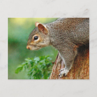 Graues Eichhörnchen. Roath Park, Cardiff, Wales Po Postkarte