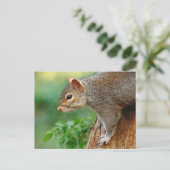 Graues Eichhörnchen. Roath Park, Cardiff, Wales Po Postkarte (Stehend Vorderseite)