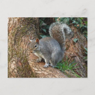 Graues Eichhörnchen. Roath Park, Cardiff, Wales Postkarte