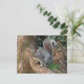 Graues Eichhörnchen. Roath Park, Cardiff, Wales Postkarte (Stehend Vorderseite)