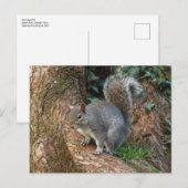 Graues Eichhörnchen. Roath Park, Cardiff, Wales Postkarte (Vorne/Hinten)