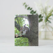 Graues Eichhörnchen und Nuss Postkarte (Stehend Vorderseite)
