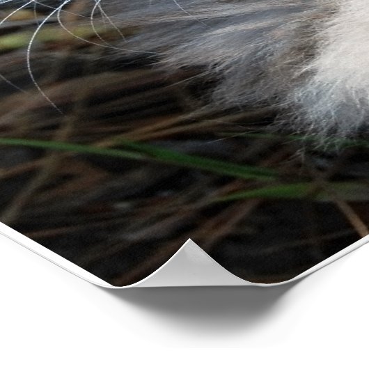 Graues grünes Mit Augen Maine Coon Cat Poster (Ecke)