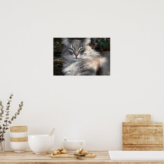 Graues grünes Mit Augen Maine Coon Cat Poster (Küche)