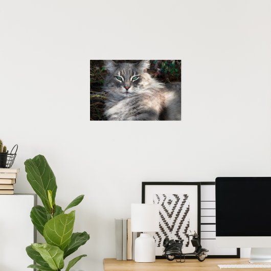 Graues grünes Mit Augen Maine Coon Cat Poster (Heimbüro)