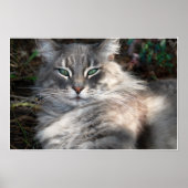 Graues grünes Mit Augen Maine Coon Cat Poster (Vorne)