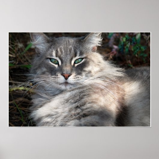 Graues grünes Mit Augen Maine Coon Cat Poster (Vorne)