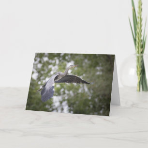 Graues Heron Nature Foto Karte