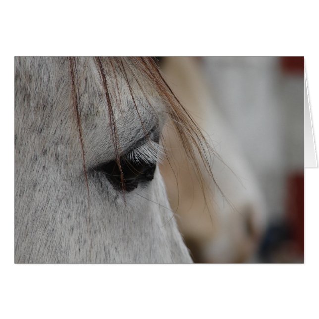 Graues Horse Eye (Vorderseite (Horizontal))