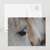 Graues Horse Eye Postkarte (Vorne/Hinten)