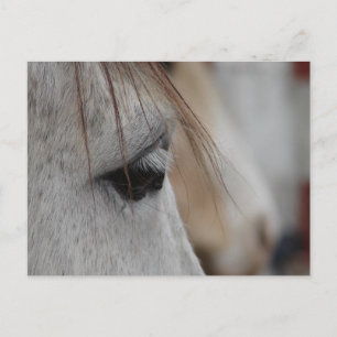 Graues Horse Eye Postkarte