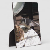 Graues Jay und Bell-Foto-Plakette Fotoplatte (Seite)