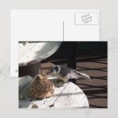 Graues Jay und Bell Postkarte (Vorne/Hinten)