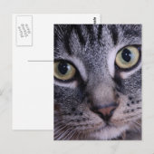 Graues Kätzchen-Gesicht Postkarte (Vorne/Hinten)