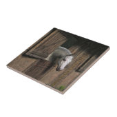 Graues Pferd an der stabilen Tür Fliese (Seite)