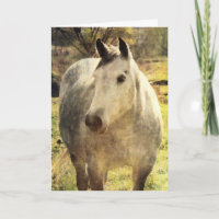 Graues Pferd, Geburtstag