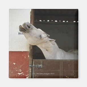 Graues Pferd in einem Stall Magnet