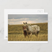 Graues Pferd mit Baby Postkarte (Vorne/Hinten)
