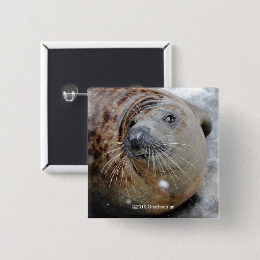 Graues Siegel auf Eis Button (Vorne & Hinten)