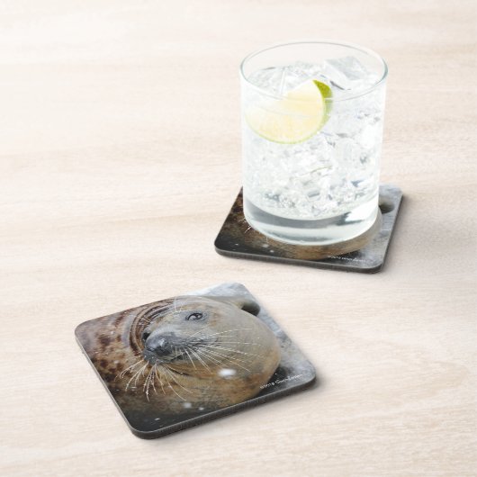 Graues Siegel auf Eis Getränkeuntersetzer (Rechte Seite)