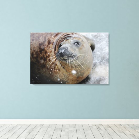 Graues Siegel auf Eis Leinwanddruck (Insitu (Holzboden))