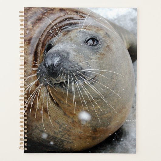 Graues Siegel auf Eis Planer (Vorderseite)