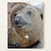 Graues Siegel auf Eis Planer (Rückseite)