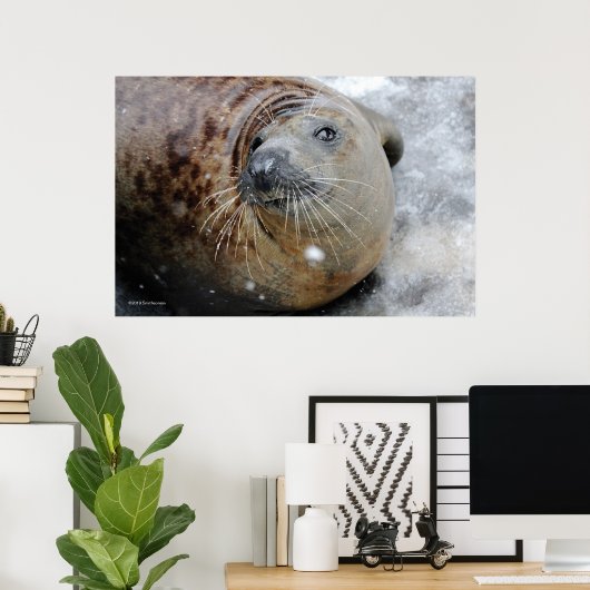 Graues Siegel auf Eis Poster (Heimbüro)