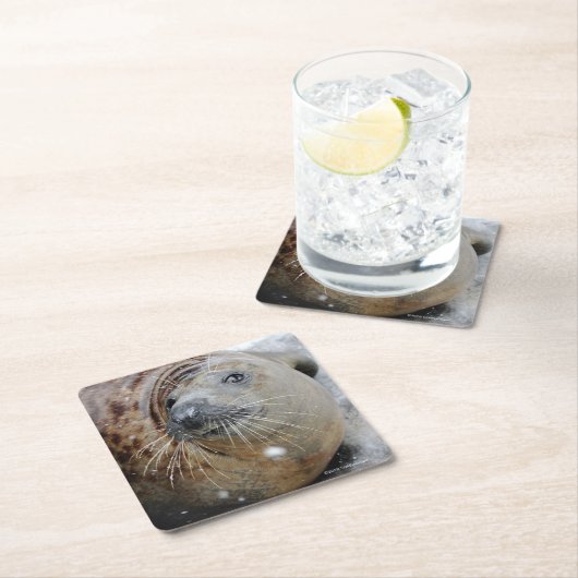 Graues Siegel auf Eis Rechteckiger Pappuntersetzer (Vor Ort)