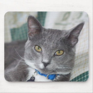 graues Tabbykatze mousepad