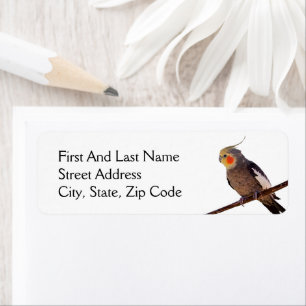 Graues und gelbes Cockatiel Pet Bird Color Foto