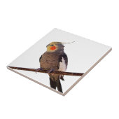 Graues und gelbes Cockatiel Pet Bird Color Foto Fliese (Seite)