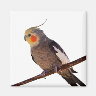 Graues und gelbes Cockatiel Pet Bird Color Foto Magnet