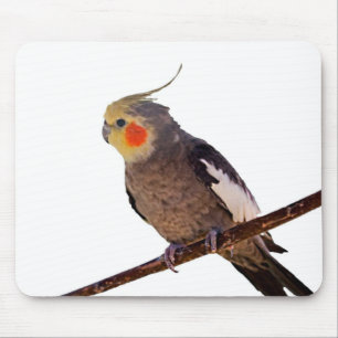 Graues und gelbes Cockatiel Pet Bird Color Foto Mousepad