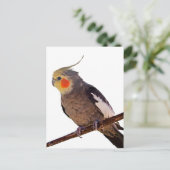 Graues und gelbes Cockatiel Pet Bird Color Foto Postkarte (Stehend Vorderseite)
