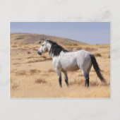 Graues Wildpferd auf Range, Utah Postkarte (Vorderseite)