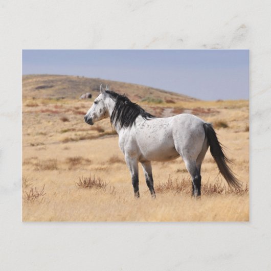 Graues Wildpferd auf Range, Utah Postkarte (Vorderseite)